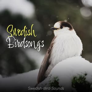 Swedish Birdsongs - Swedish-Bird-Sounds