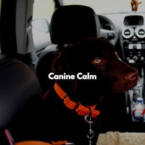 Canine Calm - Dog Sleeping Soundtracks Deluxe
