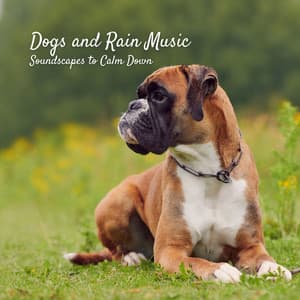 Dogs and Rain Music: Soundscapes to Calm Down - River Sounds