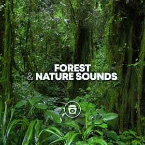 Forest & Nature Sounds - Relaxing Sounds