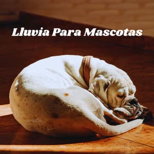 Patio De Juegos Con Lluvia Para Mascotas: Sonidos Tranquilos Y Relajantes Para El Tiempo De Juego - Ruido de Lluvia