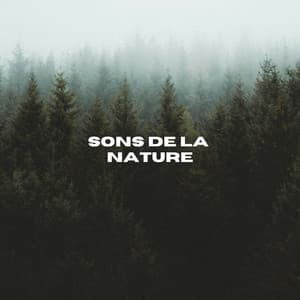 Sons De La Nature - Sons de la nature