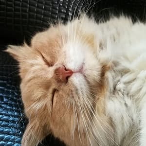 Purring Vibes: Cat's Lofi Siesta Rhythms - Lofi Sax