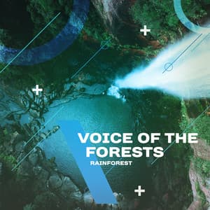 Voice of the Forests - Rainforest