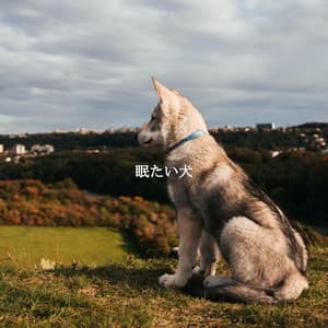 眠たい犬 - Easy Listening Background Music