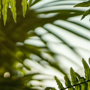 40 Ambient Nature Sounds: Forest Winds - Baltic Nature Sounds