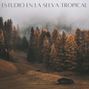 Estudio En La Selva Tropical - Ruidos de la Selva