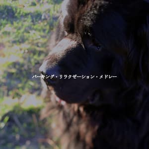 バーキング・リラクゼーション・メドレー - Jazz Chill Out Relax