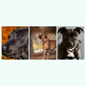 Bright Alto Sax Solo - Ambiance for Doggy Bedtime - Dog Music Library