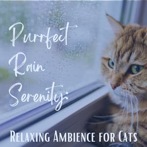 Purrfect Rain Serenity: Relaxing Ambience for Cats - Cat Relaxation