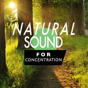 Natural Sound for Concentration - Nature Sound Series