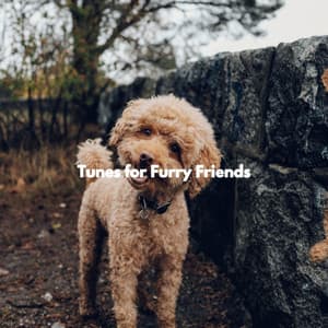 Tunes for Furry Friends - Cool Jazz Relaxation