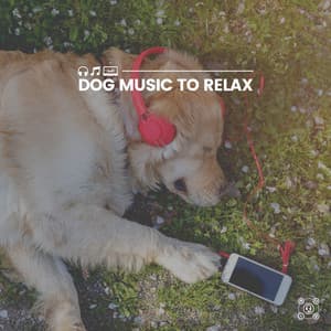 Dog Music to Relax - Dog Sleep Academy
