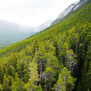 Majestic Wilderness: Nature's Harmonic Enchantment Revealed - Delta Pure Waves