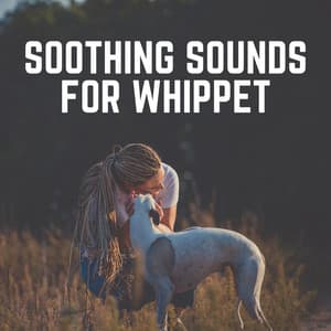 Soothing Sounds for Whippet - Music for Calming Dogs