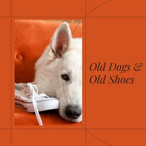 Old Dogs and Old Shoes - Dog Sleep Dreams