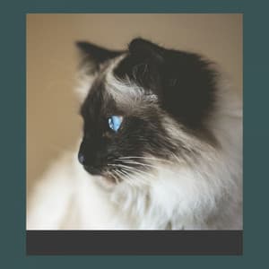 Brilliant Music for Funny Cats - Soprano Sax Solo - Cat Music Studio