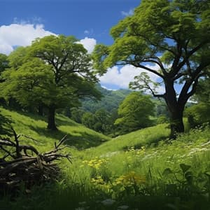 Discover Tranquility - Relaxing Music