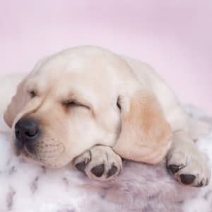 Dog Dreamland: Sweet Sleep with Ambient Music - Soft Music for Daydreaming