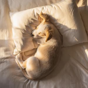 Sonidos Suaves Para La Relajación Y El Sueño De Perros - Paseo Melódico