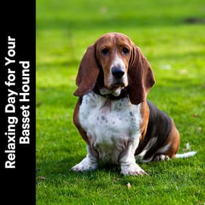 Relaxing Day for Your Basset Hound - Puppy Music