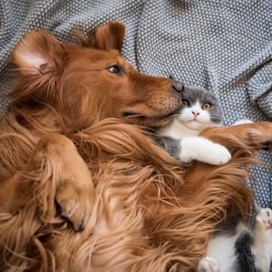 Peaceful Tail: Pet Comfort and Relaxation - Calm Pets Music Academy