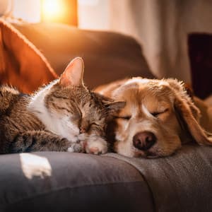 Zen Para Mascotas: Ritmos De Hip Hop Para La Calma - Reiki para animales