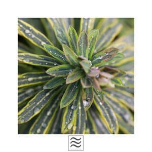 Raining Deep Noisy Bowls for Relax Mind - Light Rain Sounds