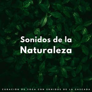 Sonidos De La Naturaleza: Curación De Yoga Con Sonidos De La Cascada - Ruido de agua