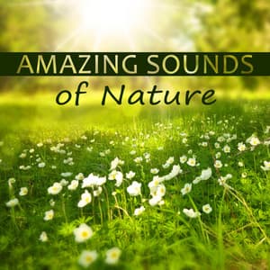 Amazing Sounds of Nature – Soft Music for Healing, Music Background for Relax, Deep Sounds for Meditation, Ocean Waves Sounds, Calm Music for Relaxation - Lovely Nature Music Zone