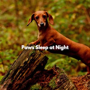Paws Sleep at Night - Musica di Sottofondo per Ufficio Lusso