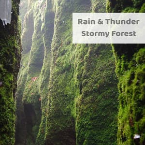 Stormy Forest - Rain & Thunder