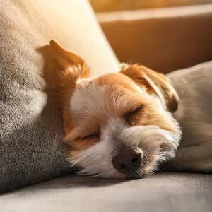 The Canine Orchestra: A Symphony For Happy Dogs - Gentle Sounds