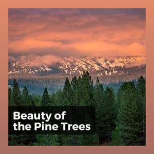 Beauty of the Pine Trees - Rest & Relax Nature Sounds Artists