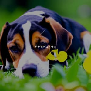 リラックス・ラフ - Kaffeehaus Jazz