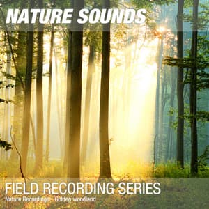 Nature Recordings - Golden woodland - Nature Sounds
