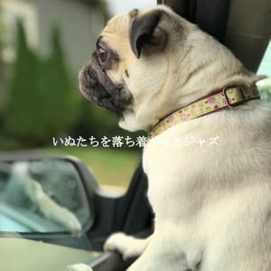 いぬたちを落ち着かせるジャズ - Smooth Jazz Sax Instrumental