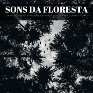 Sons Da Floresta: Sons Serenos De Pássaross Na Floresta Para Curar A Alma - Dormir e Meditar