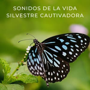 Sonidos De La Vida Silvestre Cautivadora - Efectos de sonido de la madre naturaleza