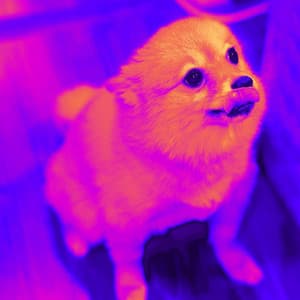 Music for Puppy Playing - Calm Dog Music