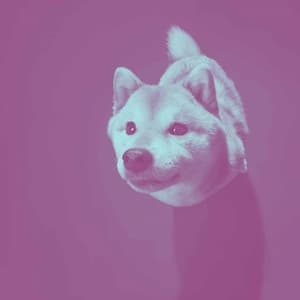Background Music for Cozy Doggo - Doggy Music Radio
