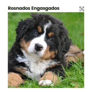 Rosnados Engasgados - Música de Cachorro Calmante