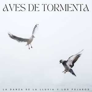 Aves De Tormenta: La Danza De La Lluvia Y Los Pájaros - Lluvia y Naturaleza