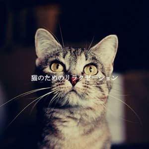 猫のためのリラクゼーション - Café Vintage
