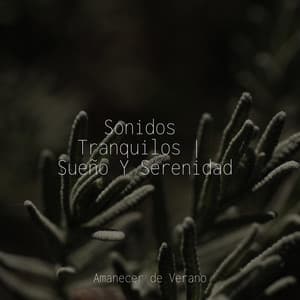 Sonidos Tranquilos | Sueño Y Serenidad - Meditation Spa