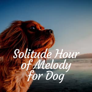 Solitude Hour of Melody for Dog - Music for Calming Dogs