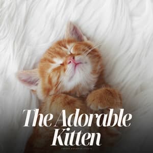 The Adorable Kitten - Relaxing Cat Music
