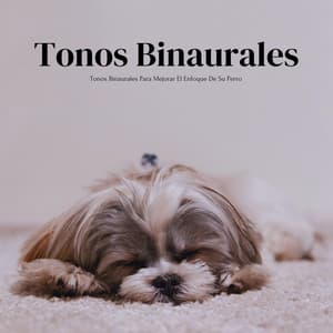 Tonos Binaurales Para Mejorar El Enfoque De Su Perro - Contacto Binaural