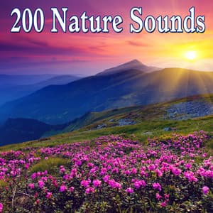 200 Nature Sounds - Dr. Meditation