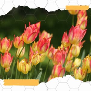 Background Music - Música Alegre para Cafe